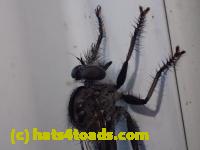 /home//u458753944/public_html/sourcegallery//Insects and small critters/flies (Diptera)/P7100964.JPG